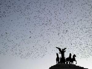 starlings-a9b6adeefcd134508888db5e90355a9399d4b64b-s6-c30