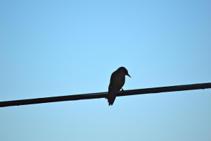 Bird Silhouette by Pontla. Licensed Under Creative Commons Attribution Non-Commercial No Derivs 2.0http://bit.ly/1HA2WJj