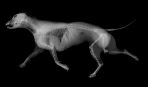 Canine Full Body X-ray